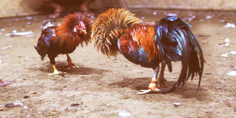 Đá gà Thomo mang lại những trải nghiệm thú vị