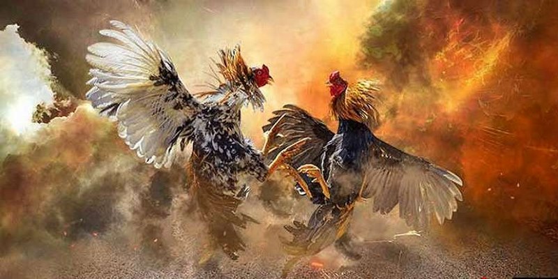 Cược đá gà trực tiếp tại các trại gà vẫn là một lựa chọn hấp dẫn